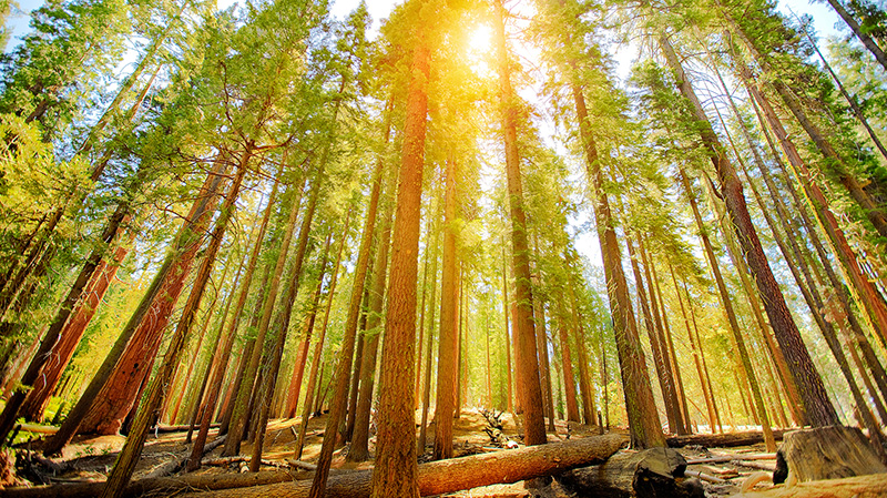加利福尼亚州马里波萨谷巨杉林