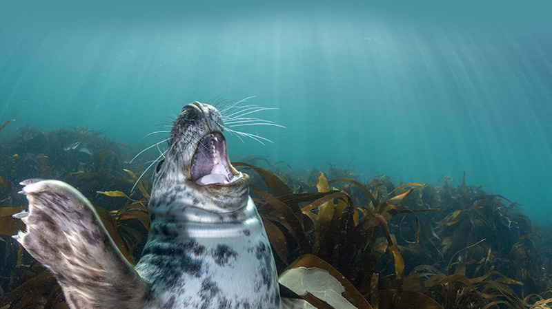英国伦迪岛的海豹幼崽