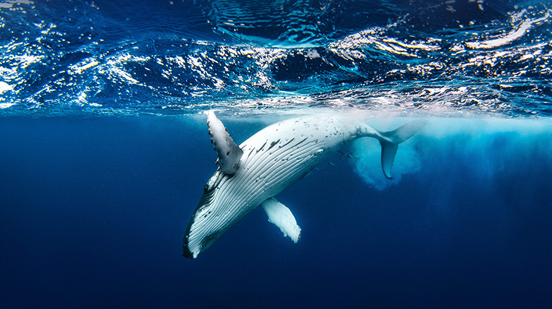 一只庞大的座头鲸