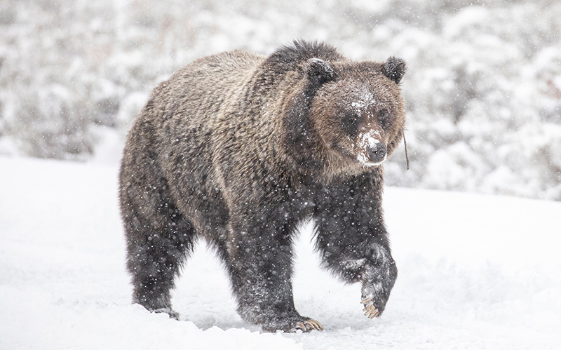 一只在雪地里觅食的灰熊