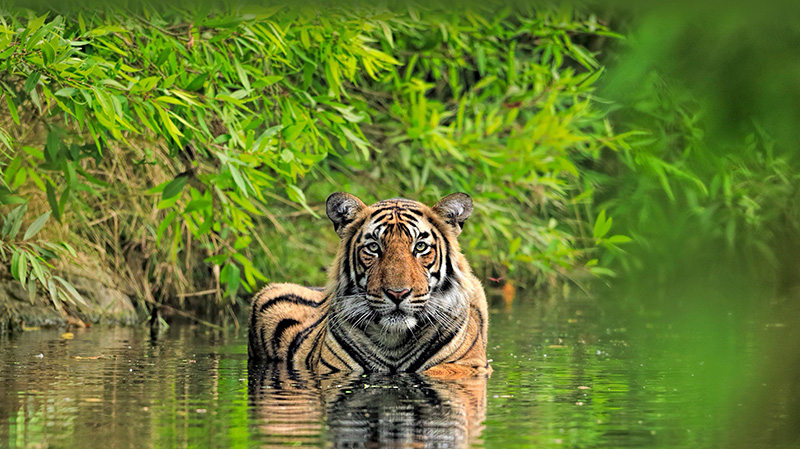 兰坦波尔国家公园里的孟加拉虎
