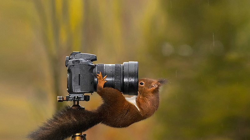 看着相机镜头的松鼠