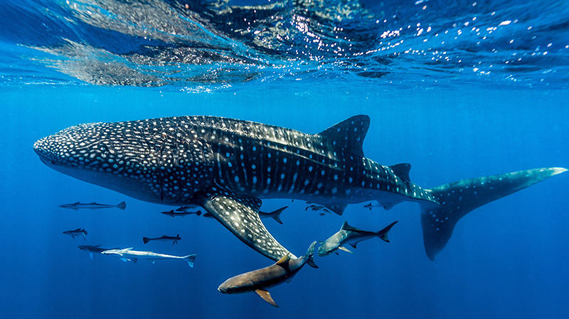 宁加洛珊瑚礁附件的鲸鲨