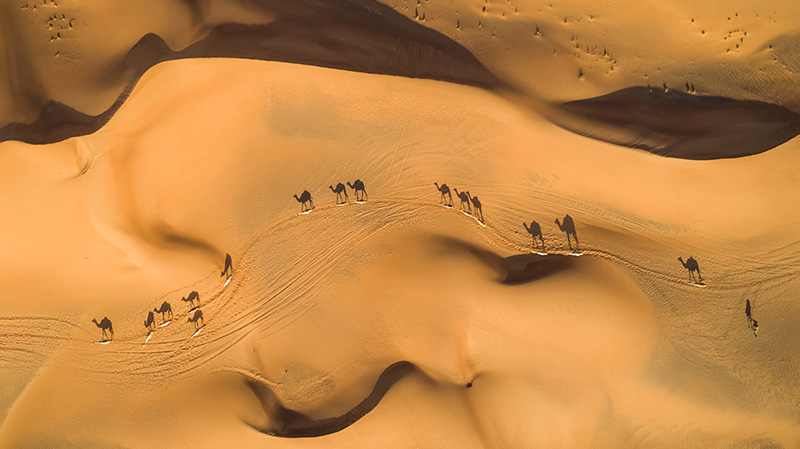 沙漠中的骆驼队伍