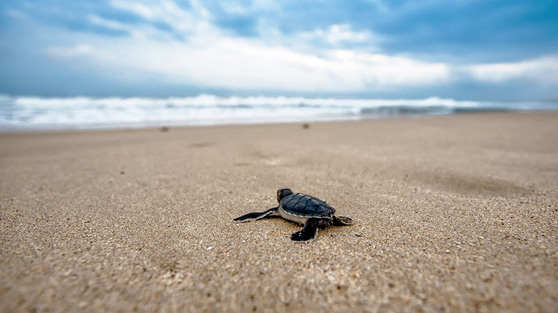 沙滩上冲向大海的小海龟