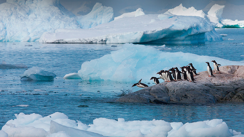 南极洲巴布亚企鹅