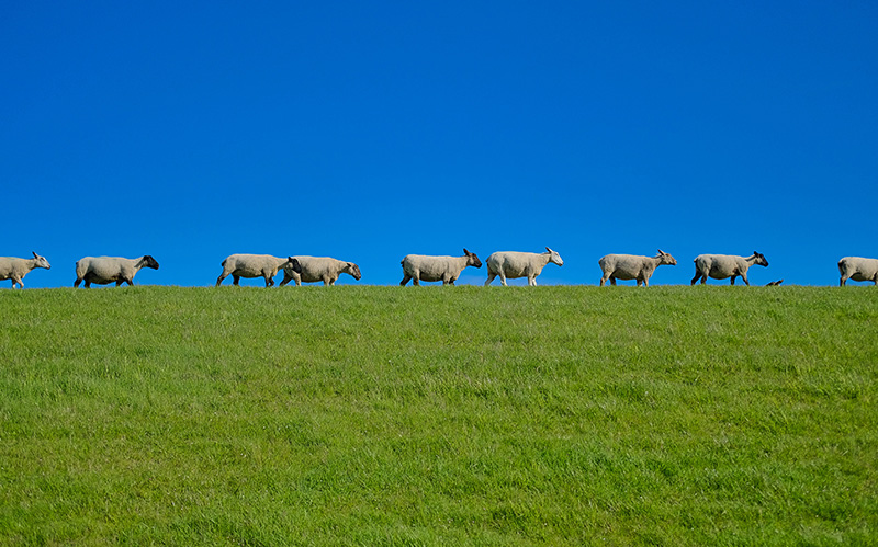 一群绵羊路过绿色的草地
