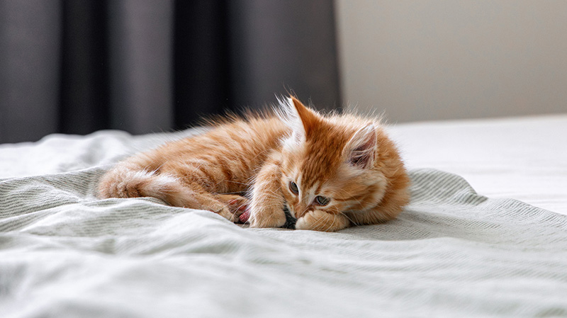 一只小橘猫正在床上睡觉
