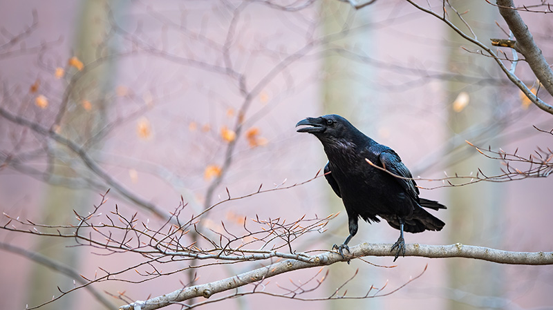 一只乌鸦坐在树枝上