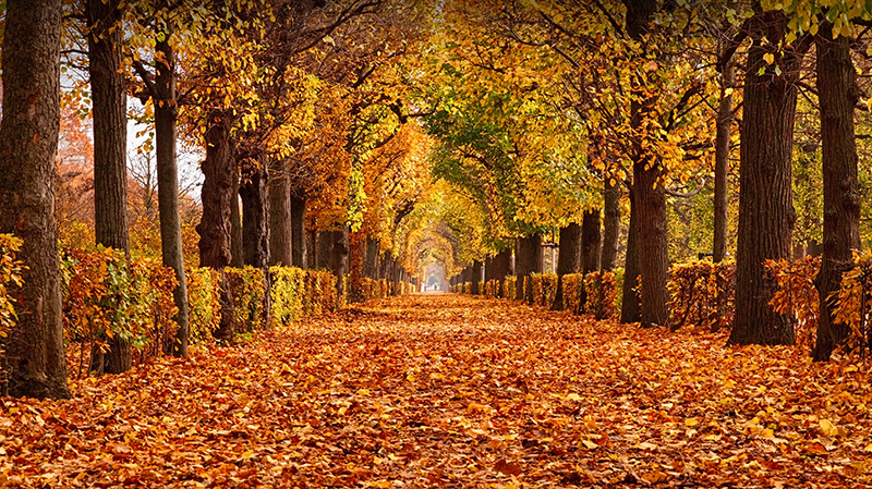 维也纳美泉宫公园的秋叶