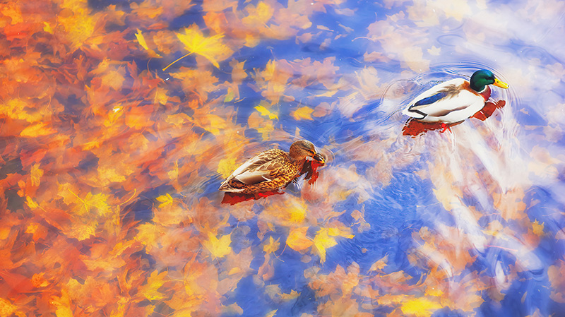 秋天池塘里的两只绿头鸭