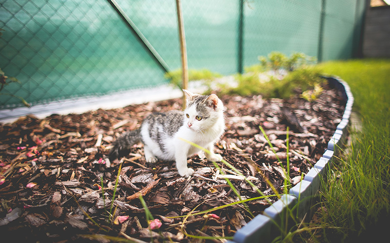花园里一只可爱的小猫