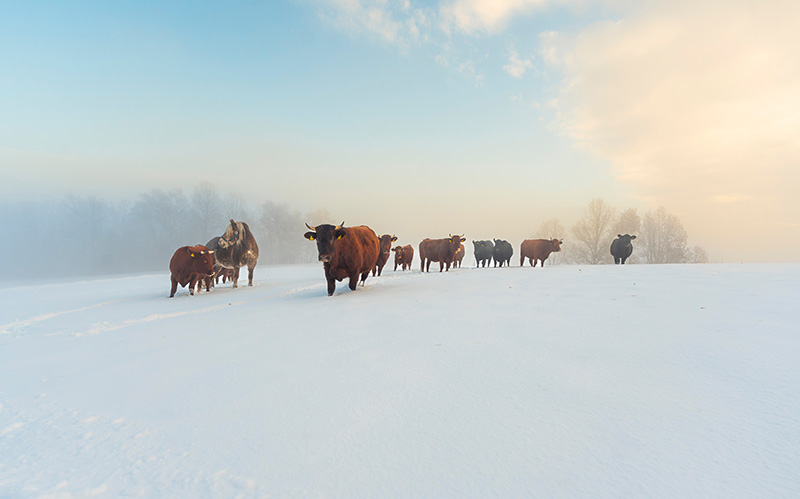 白雪覆盖田野上的野牛群