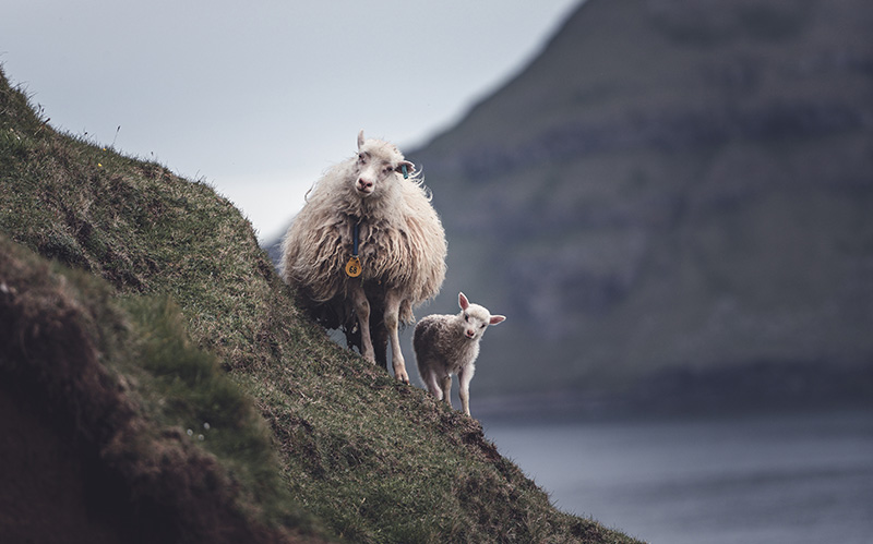 陡峭山坡上的羊妈妈和羊仔