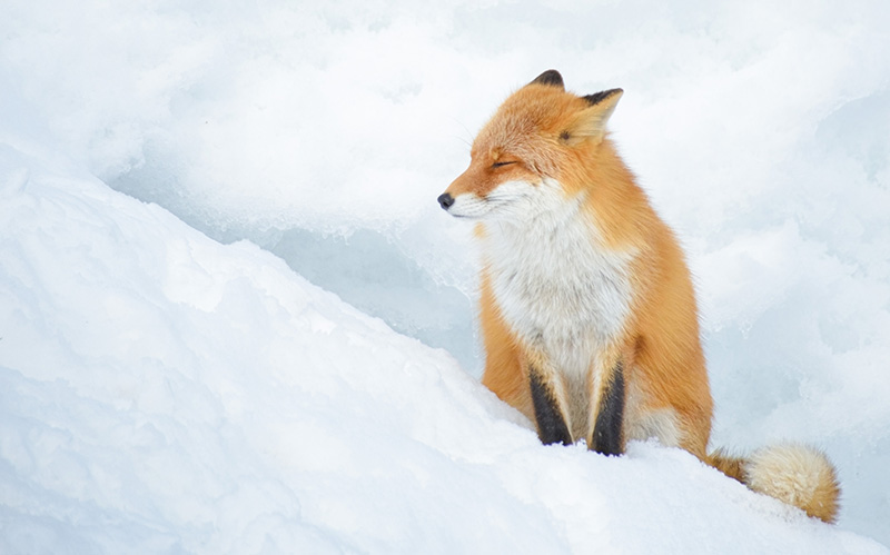雪坡上的一只红狐狸