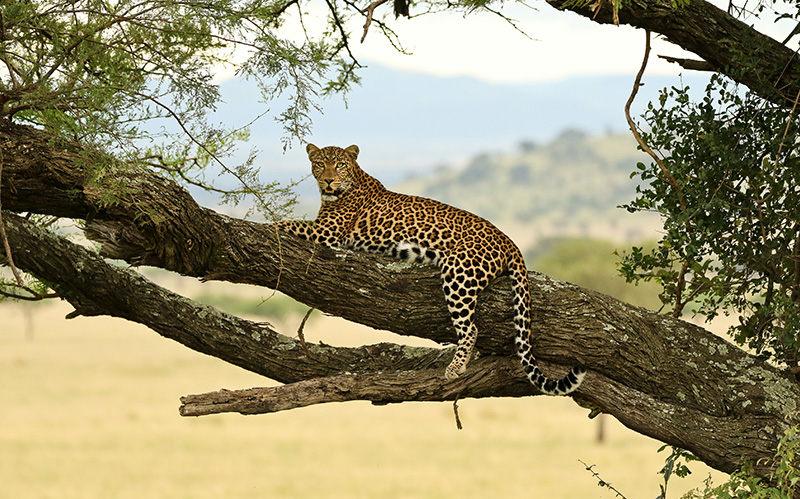 一只花豹正在树枝上休息