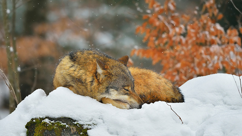 森林国家公园里睡觉的狼