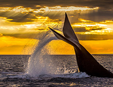 在新湾潜水的南露脊鲸