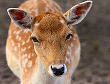 一只母鹿正望着摄影师