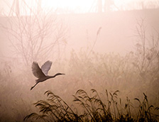 清晨草丛上一只白鹭