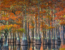 佐治亚州秋季的落羽杉