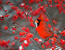 栖息在北美冬青上的北美红雀