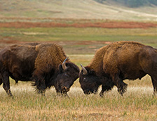 南达科他州风洞国家公园的水牛