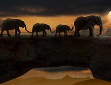 月光下正在赶路的大象家庭