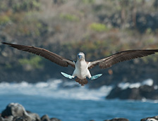 加拉帕戈斯群岛上的一对蓝脚鲣鸟