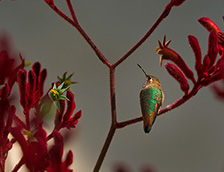 栖息在红袋鼠爪枝干上的艾氏煌蜂鸟