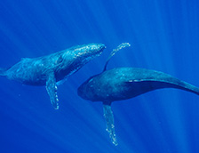 毛伊岛附近的座头鲸