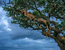 塞伦盖蒂国家公园里睡觉的母狮
