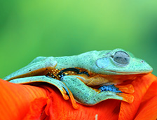 一只爪哇树蛙