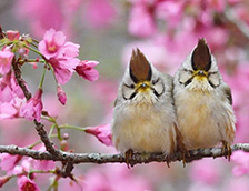 桃树上的两只褐头凤鹛