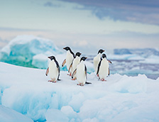 冰川上的阿德利企鹅