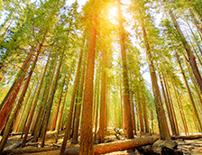 加利福尼亚州马里波萨谷巨杉林