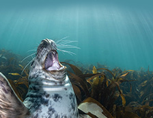 英国伦迪岛的海豹幼崽