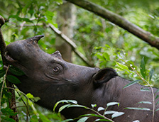 印度尼西亚苏门答腊犀牛