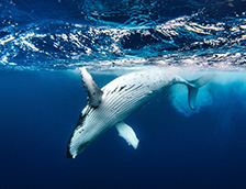 一只庞大的座头鲸