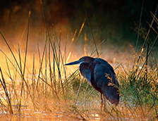 南非克鲁格国家公园里的巨鹭