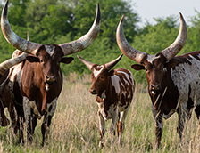 一群瓦图西长角牛