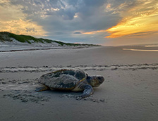 哈特拉斯角海滩上的一只海龟