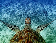 冲绳地区游泳的鹰嘴海龟