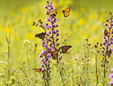 帝王蝶在野花中取食