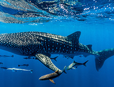 宁加洛珊瑚礁附件的鲸鲨