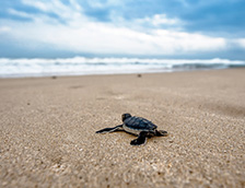 沙滩上冲向大海的小海龟