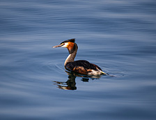 湖面上一只小野鸭