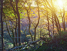 格莱纳里夫森林公园的日落
