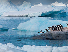 南极洲巴布亚企鹅