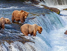 灰熊在布鲁克斯瀑布捕捞鲑鱼